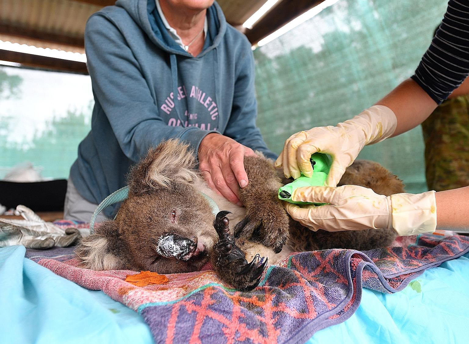 A vet and a volunteer taking care of a koala affected by fires at the Kangaroo Island Wildlife Park south-west of Adelaide in Australia yesterday. PHOTO: REUTERS