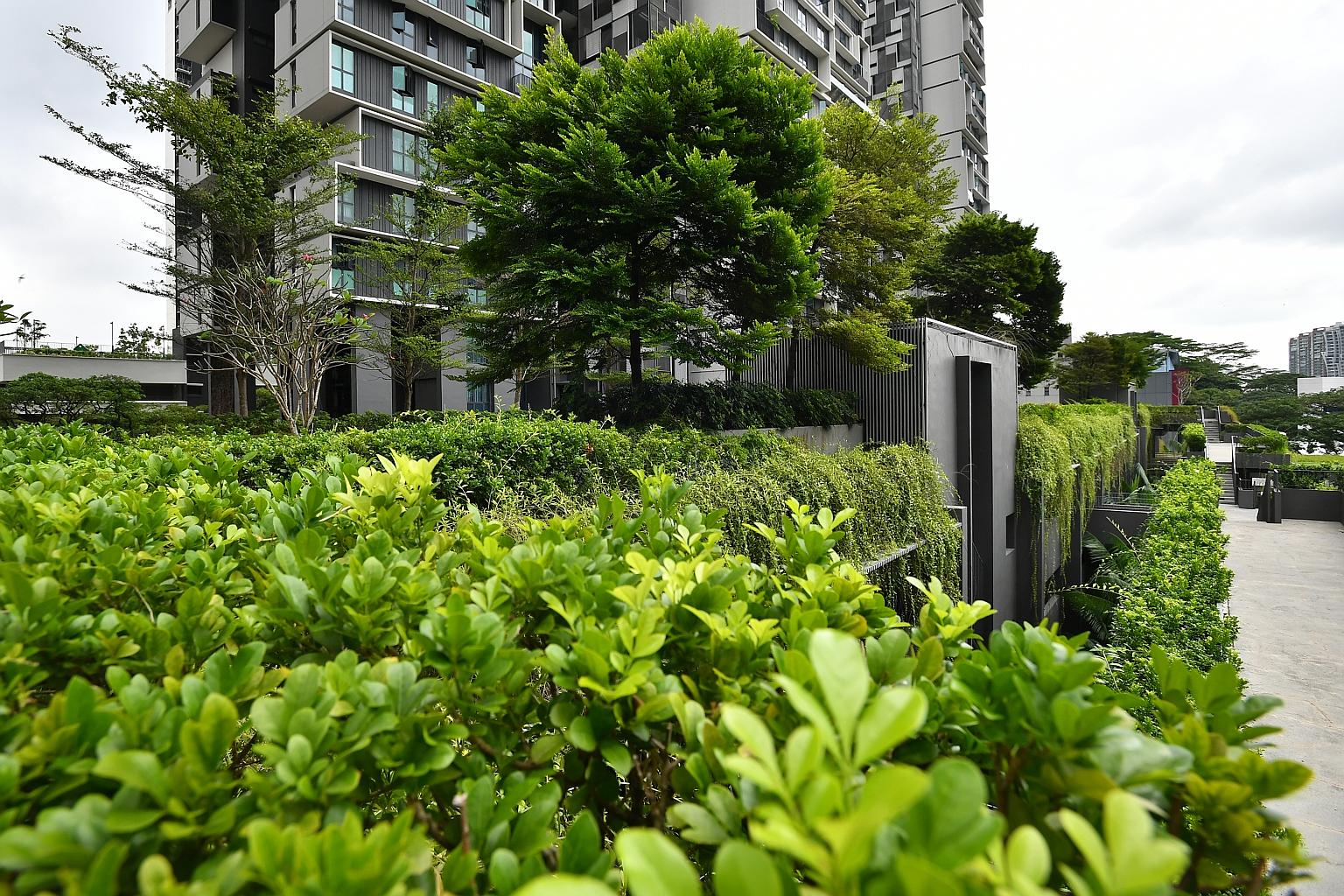 Greenery at SkyTerrace@Dawson (above), part of the Dawson estate in Queenstown, and Keat Hong (left) in Choa Chu Kang. Existing mature trees within the estates are retained during construction. PHOTOS: LIM YAOHUI, HOUSING BOARD