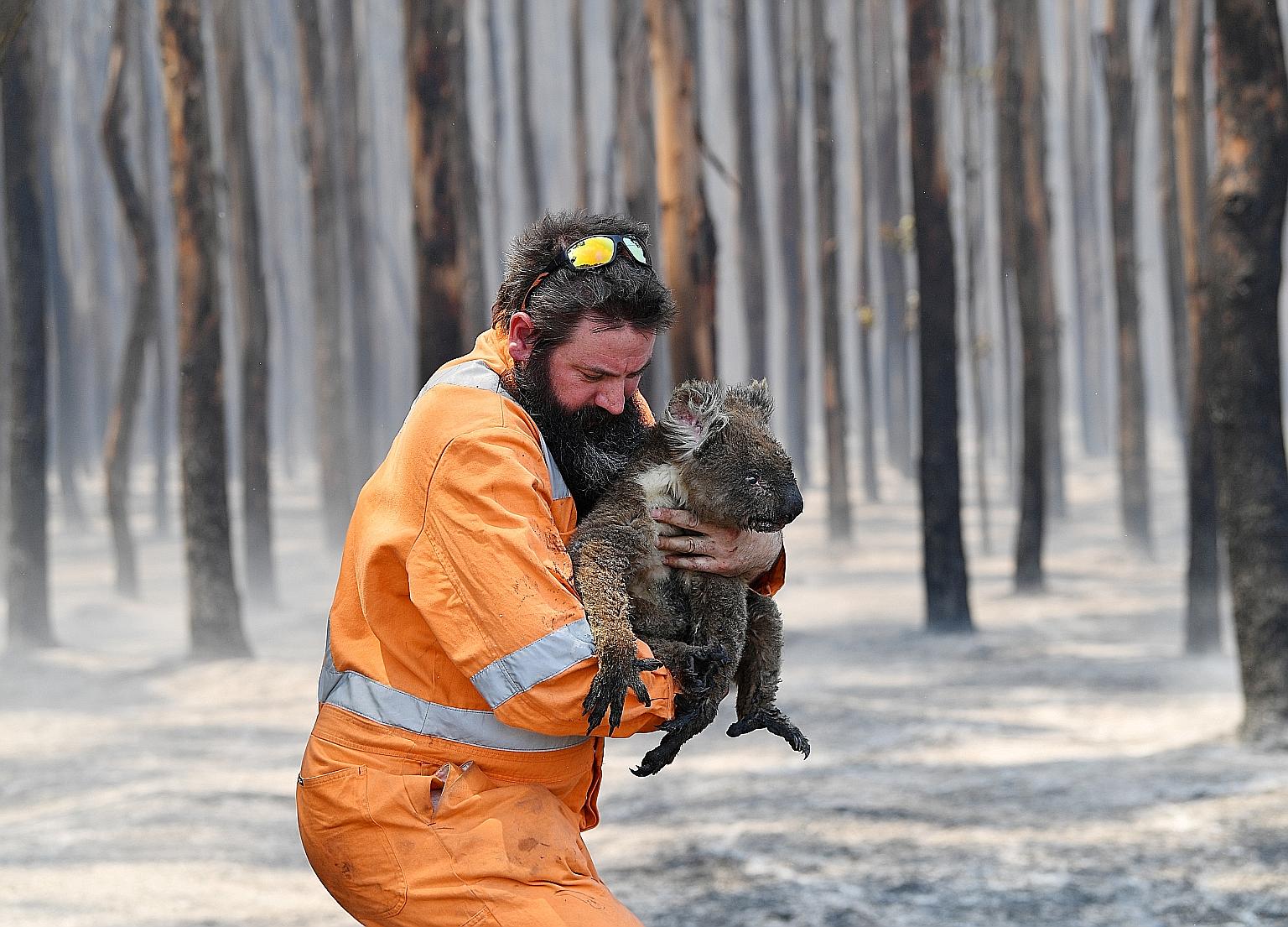 Wildlife rescuer Simon Adamczyk with a koala rescued from a burning forest on Kangaroo Island, Adelaide, on Jan 7. Some estimates suggest as many as a billion animals have either died in the fires or are at risk in their aftermath. PHOTO: REUTERS