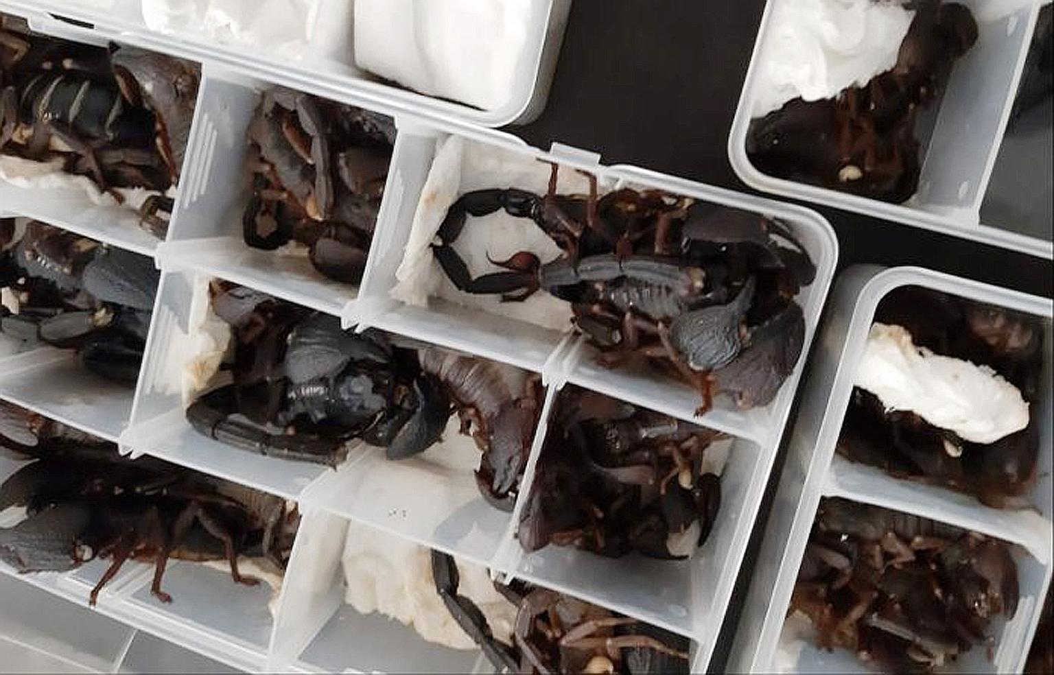The live scorpions were found by security officials in plastic containers packed in a Chinese man's luggage. Sri Lanka has strict laws on wildlife and fauna, but smuggling bids are increasingly frequent.