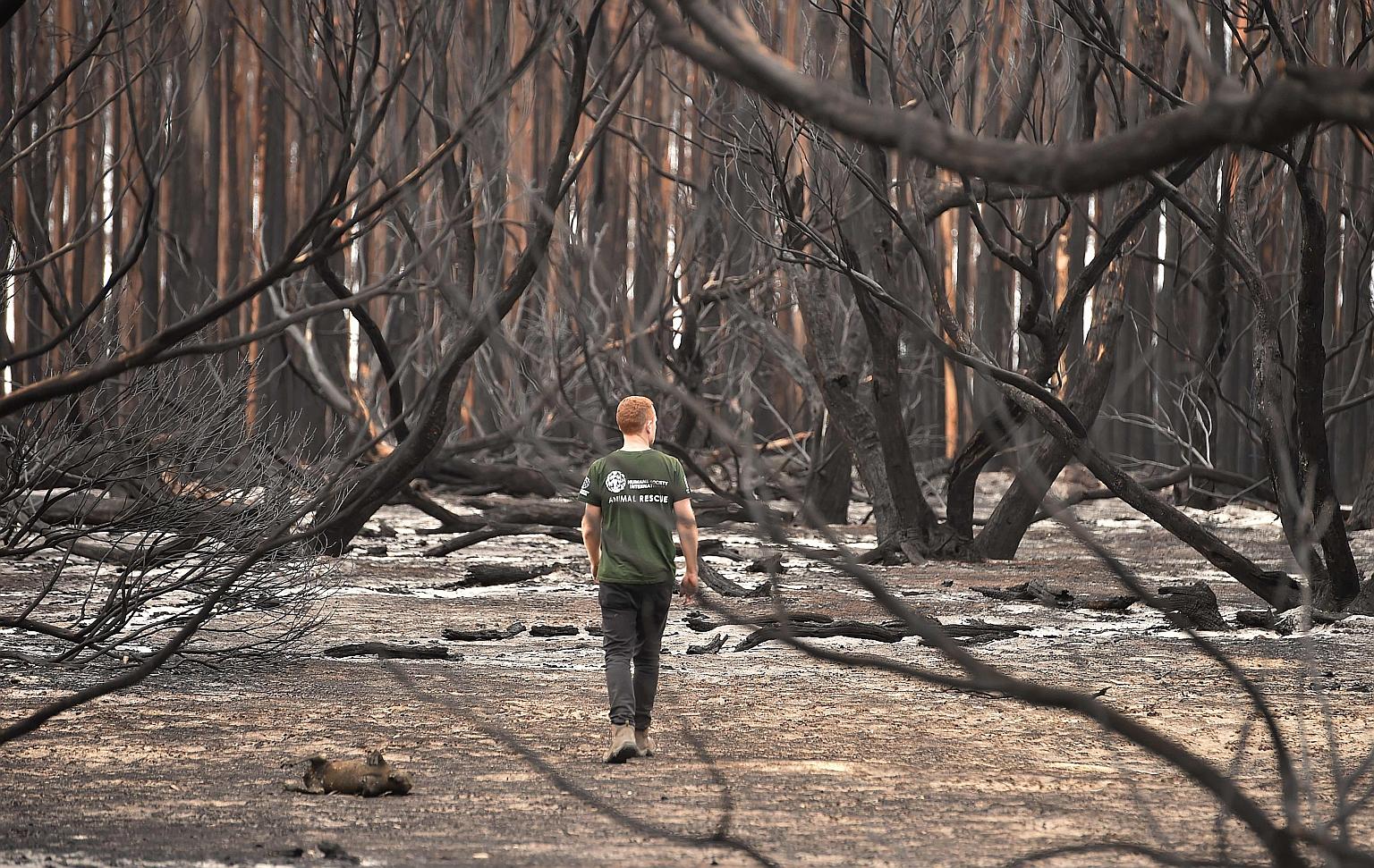Rescuers are combing Kangaroo Island's Flinders Chase National Park looking for injured, lost and starving animals, and environmentalists fear the bush fires will drive some species to extinction. PHOTO: AGENCE FRANCE-PRESSE