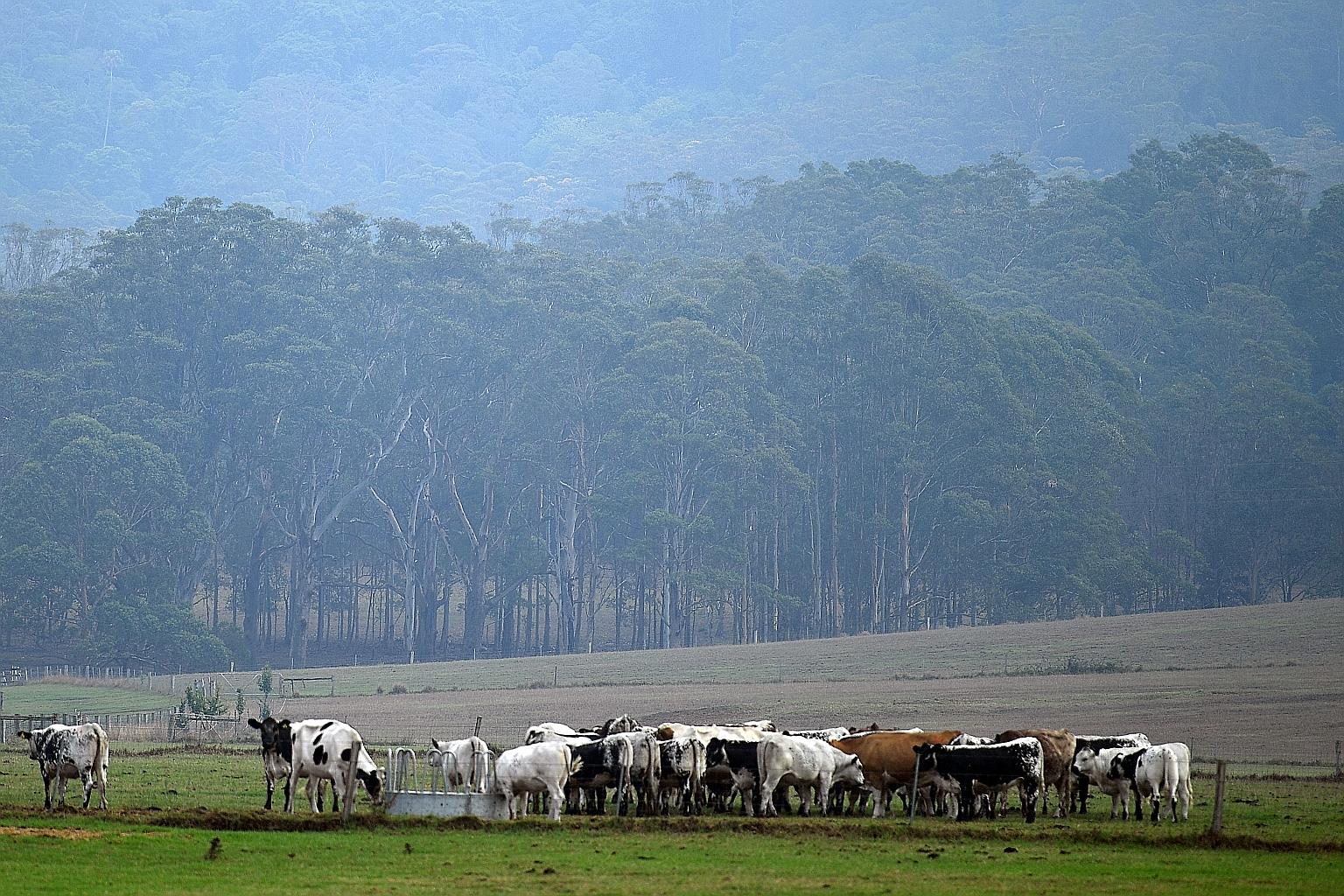 Cattle grazing amid rain in Nowra, New South Wales, yesterday. Experts warn Australia's bush fire danger is far from over. PHOTO: AGENCE FRANCE-PRESSE