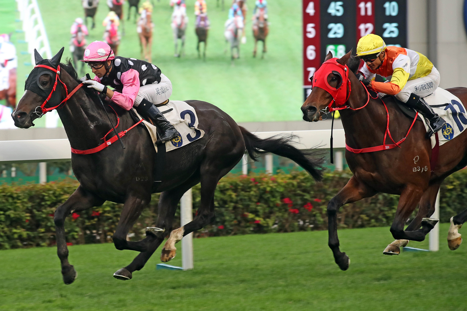 Beauty Legacy, who appears to have settled into Hong Kong, looks set to take The Hong Kong Classic Mile on Monday.