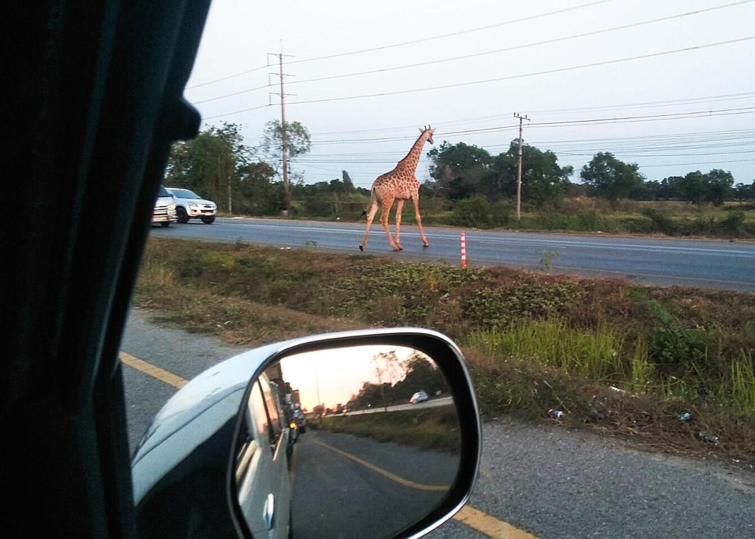 The runaway giraffe crossing a road in Bang Khla, Chachoengsao province, in Thailand. Rescuers caught the other long-necked escapee using a tranquilliser gun. The pair, imported from Africa, were headed for a breeding station run by Safari World, Tha