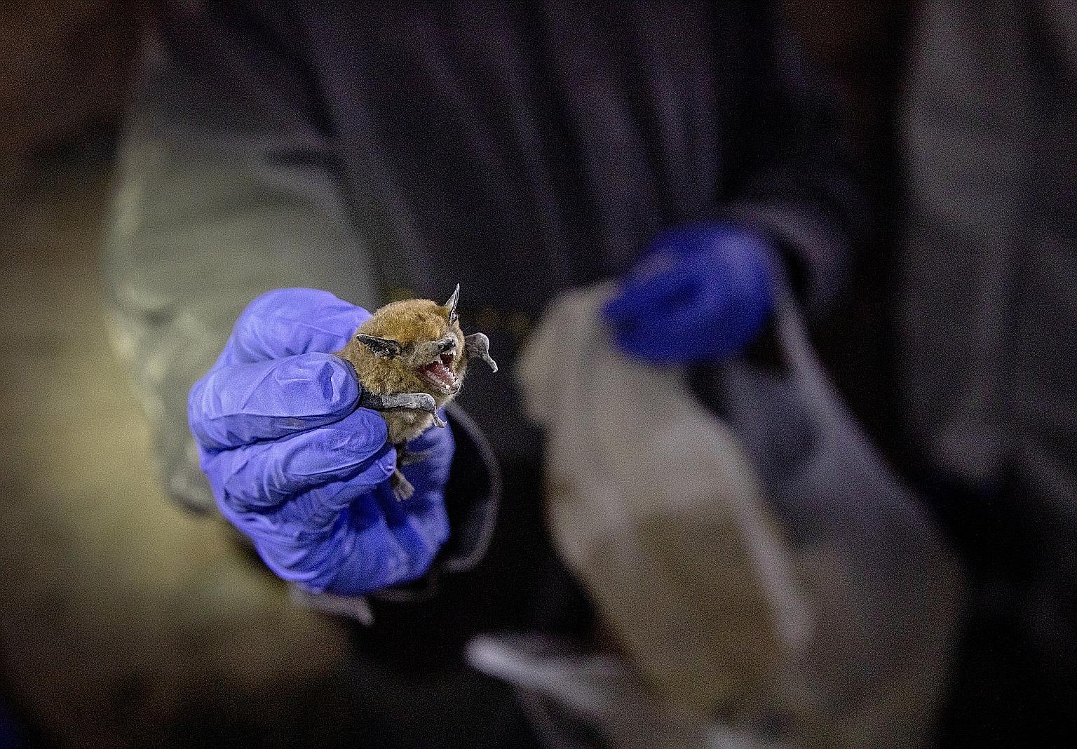 Bats are considered the probable source of the current coronavirus outbreak spreading from China. Research shows they may have an immune system that lets them coexist with many disease-causing viruses.