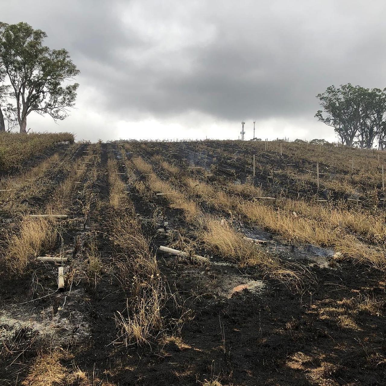 A burnt field at a vineyard in the Adelaide Hills on Dec 21, as seen in a photo obtained from social media. Most analysts believe the bush fires will shave up to 1 per cent off Australia's gross domestic product this year.