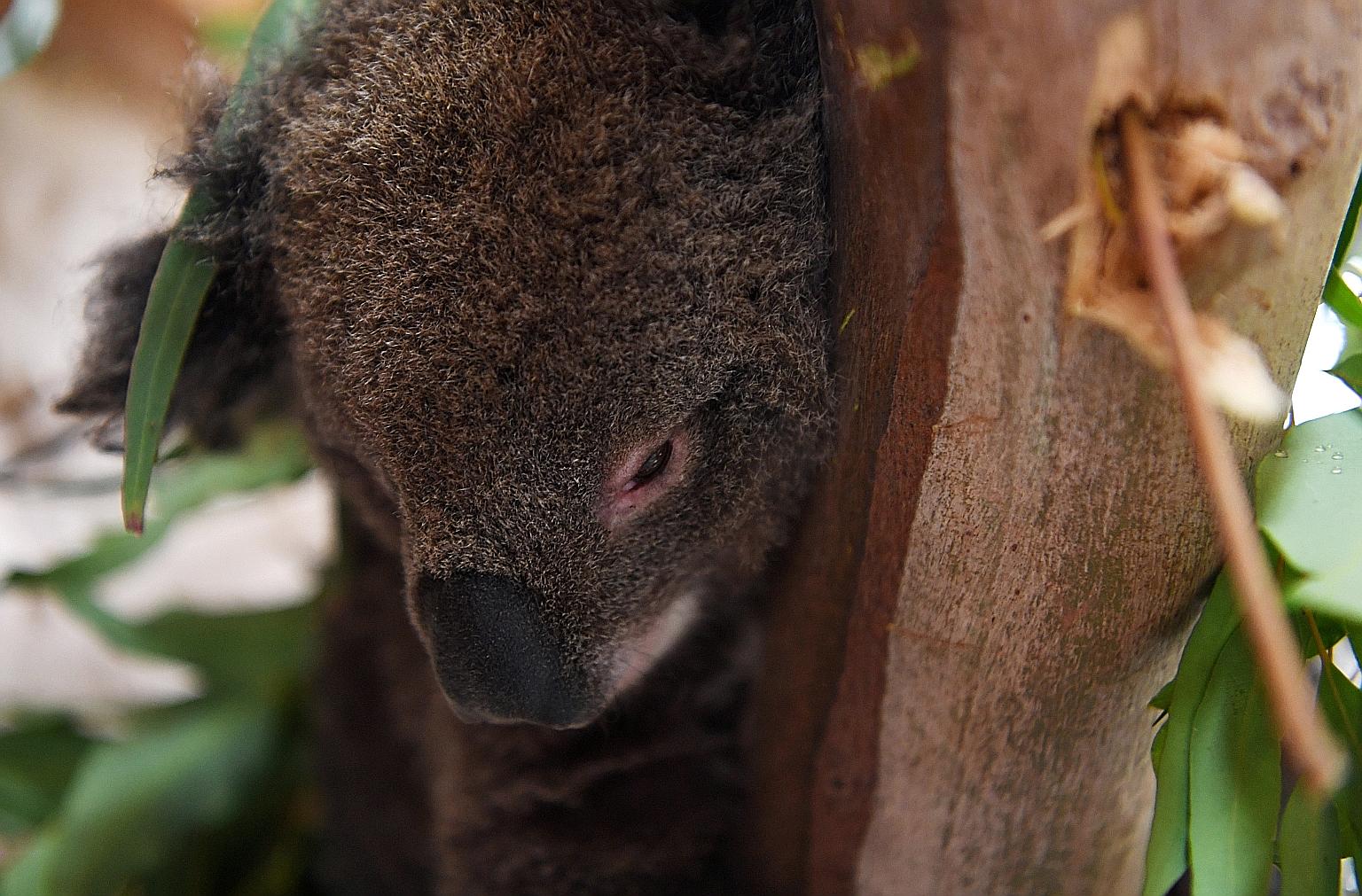 An injured juvenile koala resting at an emergency response wildlife shelter in Victoria, Australia, last month.
