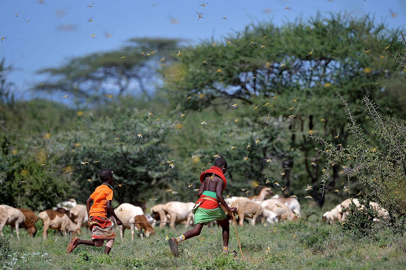 Locusts surrounding two girls and their cattle near Archers Post, Kenya, last month. There has been a devastating locust invasion in East Africa and a surge in malaria in parts of Africa as the climate gets hotter. PHOTO: AGENCE FRANCE-PRESSE