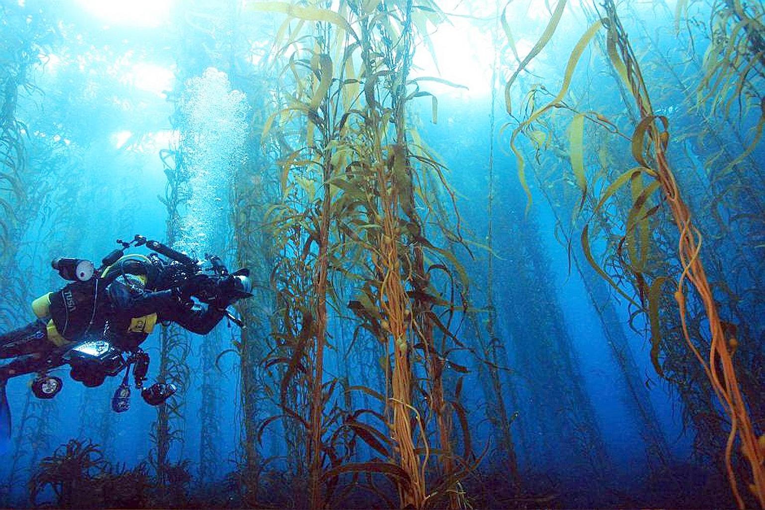 Forests of giant kelp once stretched along the entire seabed off the east coast of Tasmania in Australia. This kelp, which can grow to 30m in length, is the largest and fastest-growing sea plant. It is also an important food source and habitat, and i