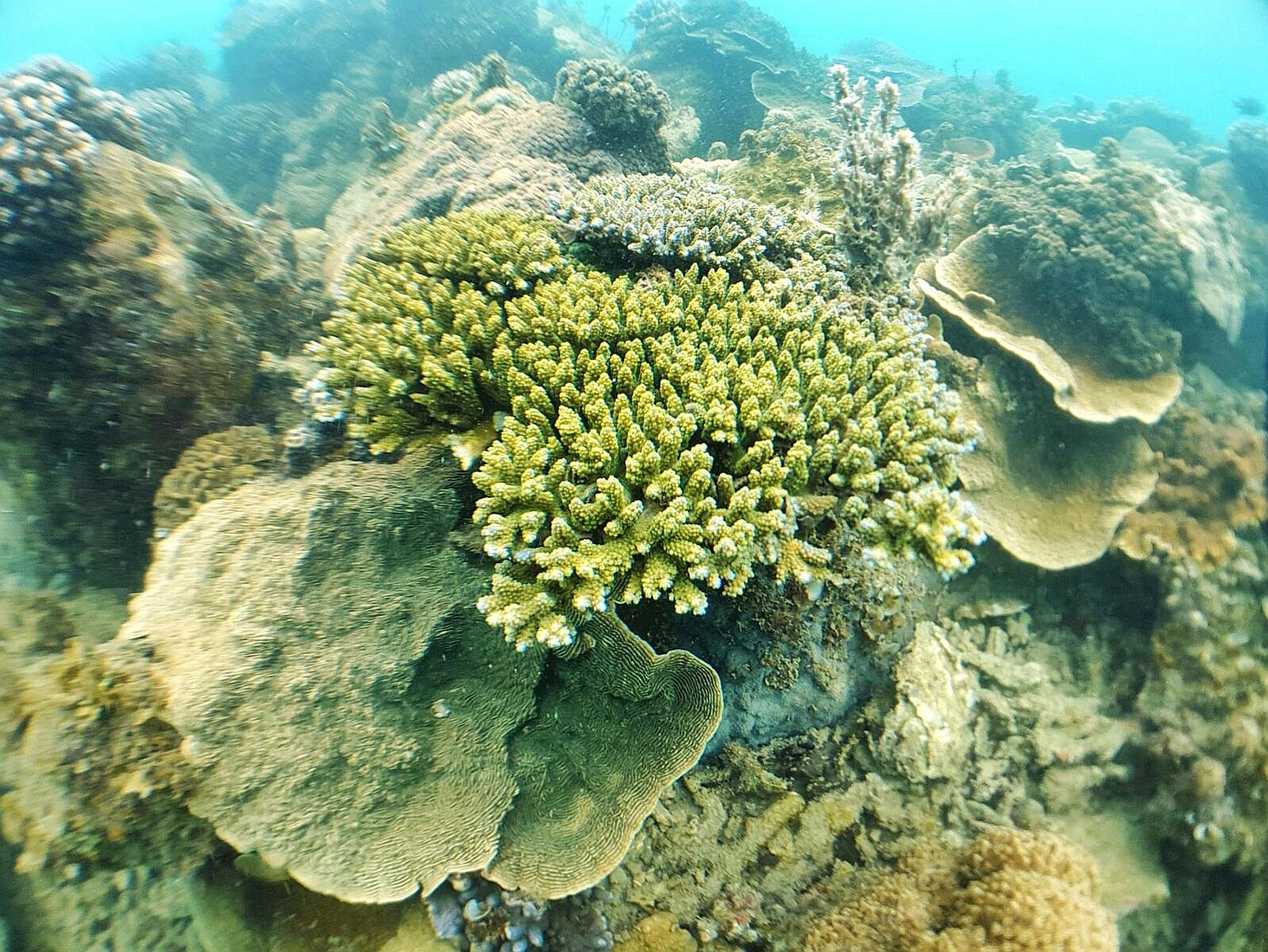 Coral reefs located off Singapore's southern coast were largely unharmed even though last year was one of the Republic's hottest years on record. However, isolated coral colonies may have suffered some bleaching. 