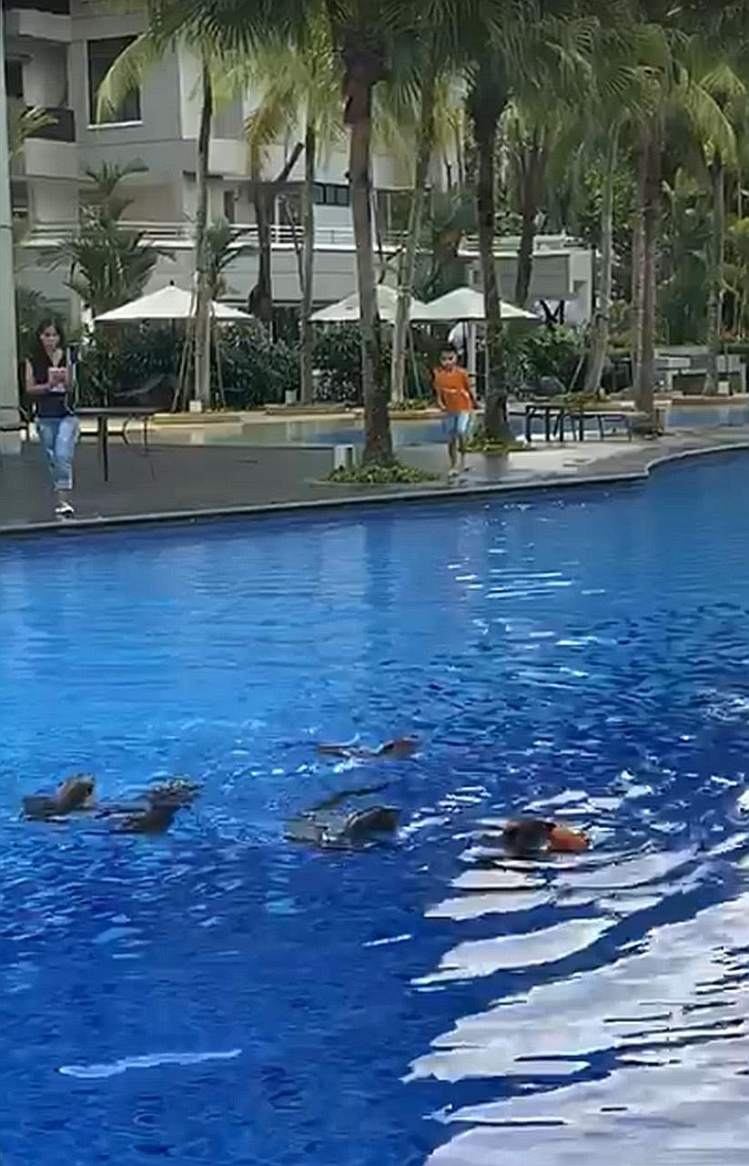 A screengrab from a video circulating online showing some of the otters in the pool at Park Infinia@Wee Nam on Sunday. Some netizens have jested that the otters are of "high (socio-economic status)" for enjoying "sashimi" in a condo pool.