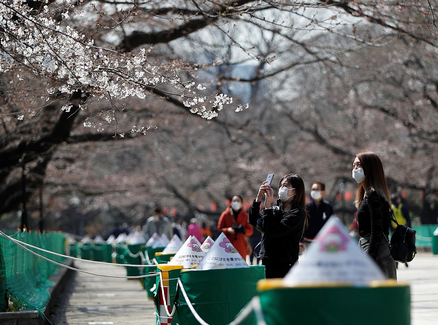 Visitors viewing cherry blossoms next to an area cordoned off, to prevent gatherings, at Ueno Park in Tokyo yesterday. Hanami (cherry blossom viewing) picnics and gatherings are traditionally popular across Japan, although some of the most visited ar