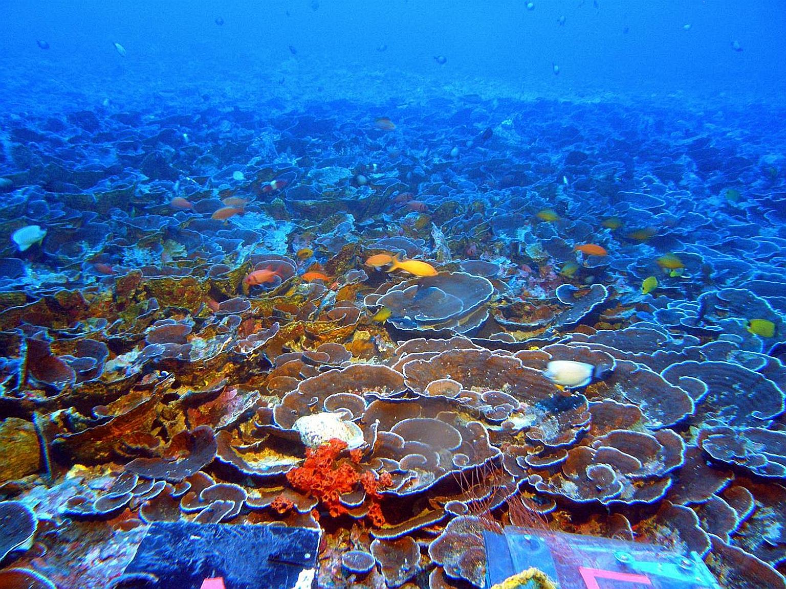 A mesophotic coral ecosystem in the Au'au Channel in Hawaii. Coral reef experts say healthy reefs could protect coastlines against erosion by functioning like breakwaters and reducing the full force of storm energy.