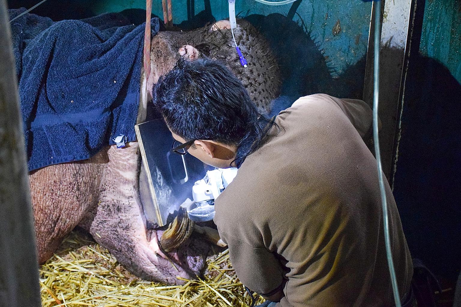 Mr Nor Sham Abdul Wahab, Wildlife Reserves Singapore's senior veterinary nurse, using a mechanical saw to trim off part of the Nile hippo's overgrown tooth. Such a problem can make it difficult for hippos to close their mouths and chew their food pro