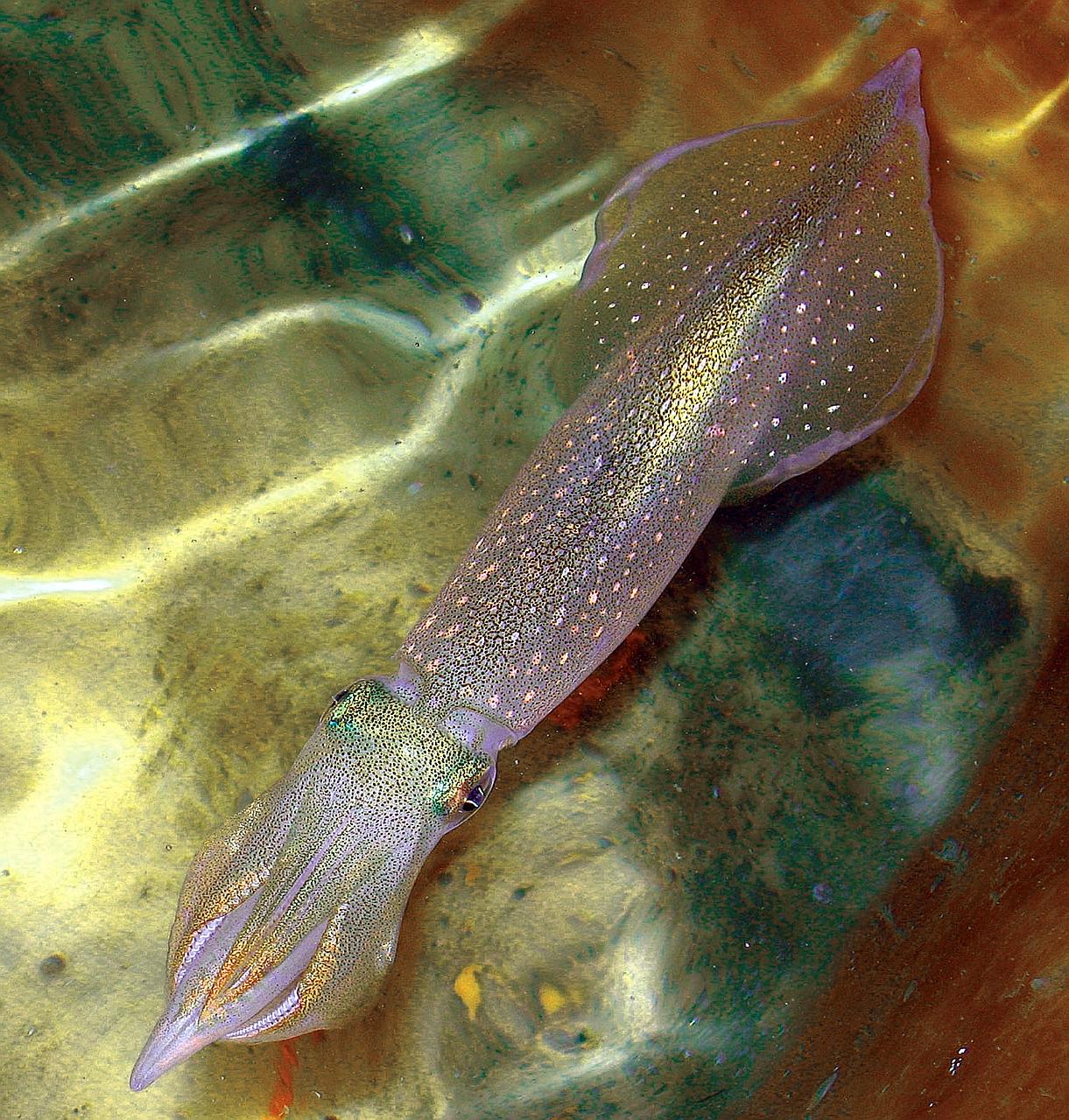 Revealing yet another superpower in the squid, scientists at the Marine Biological Laboratory in the United States have discovered that the squid massively edits its genetic instructions not only within the nucleus of its neurons but also within the 