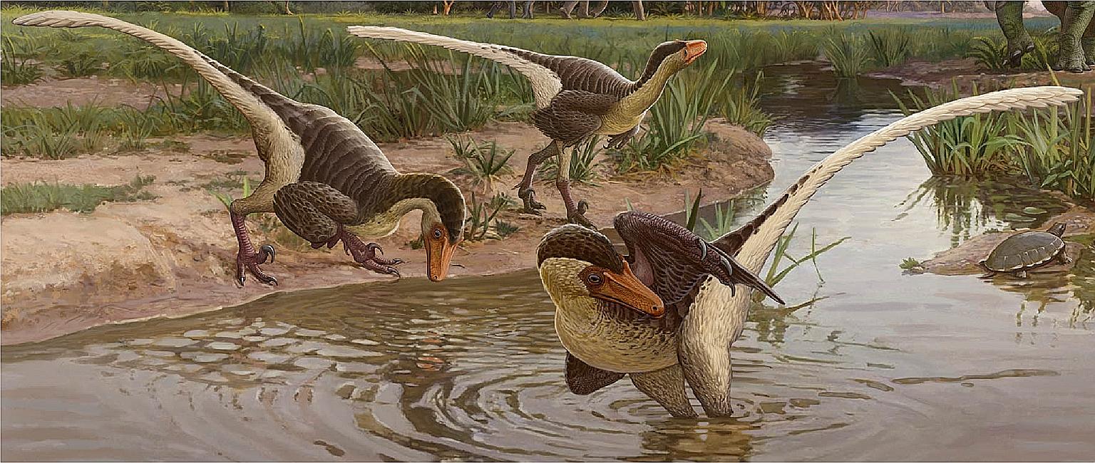 According to palaeontologist Steven Jasinski, who led the research, the two-legged Dineobellator notohesperus was a swift, active predator with claws that would have been several inches long. PHOTO: REUTERS