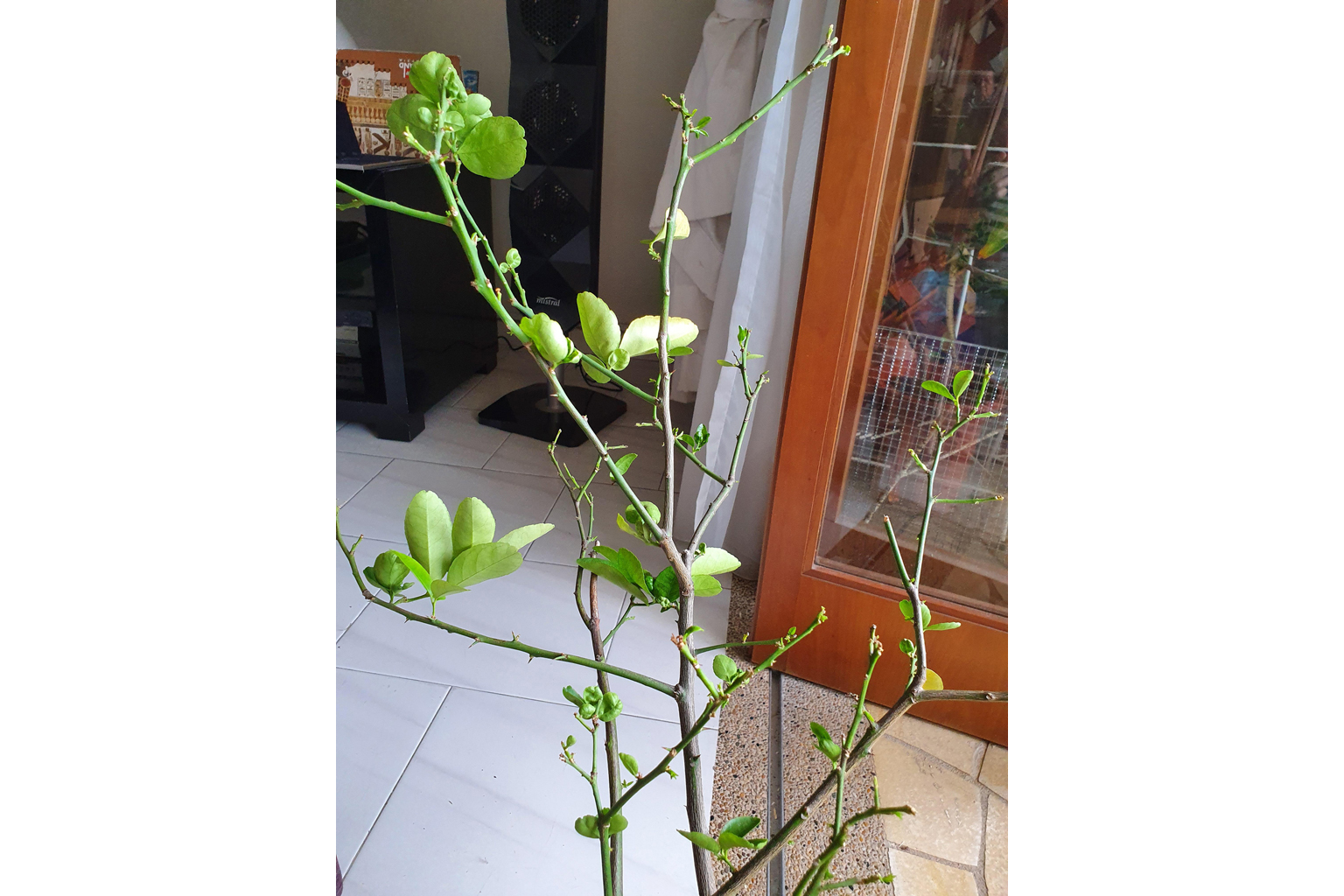 Pot may be too small for lime plant.