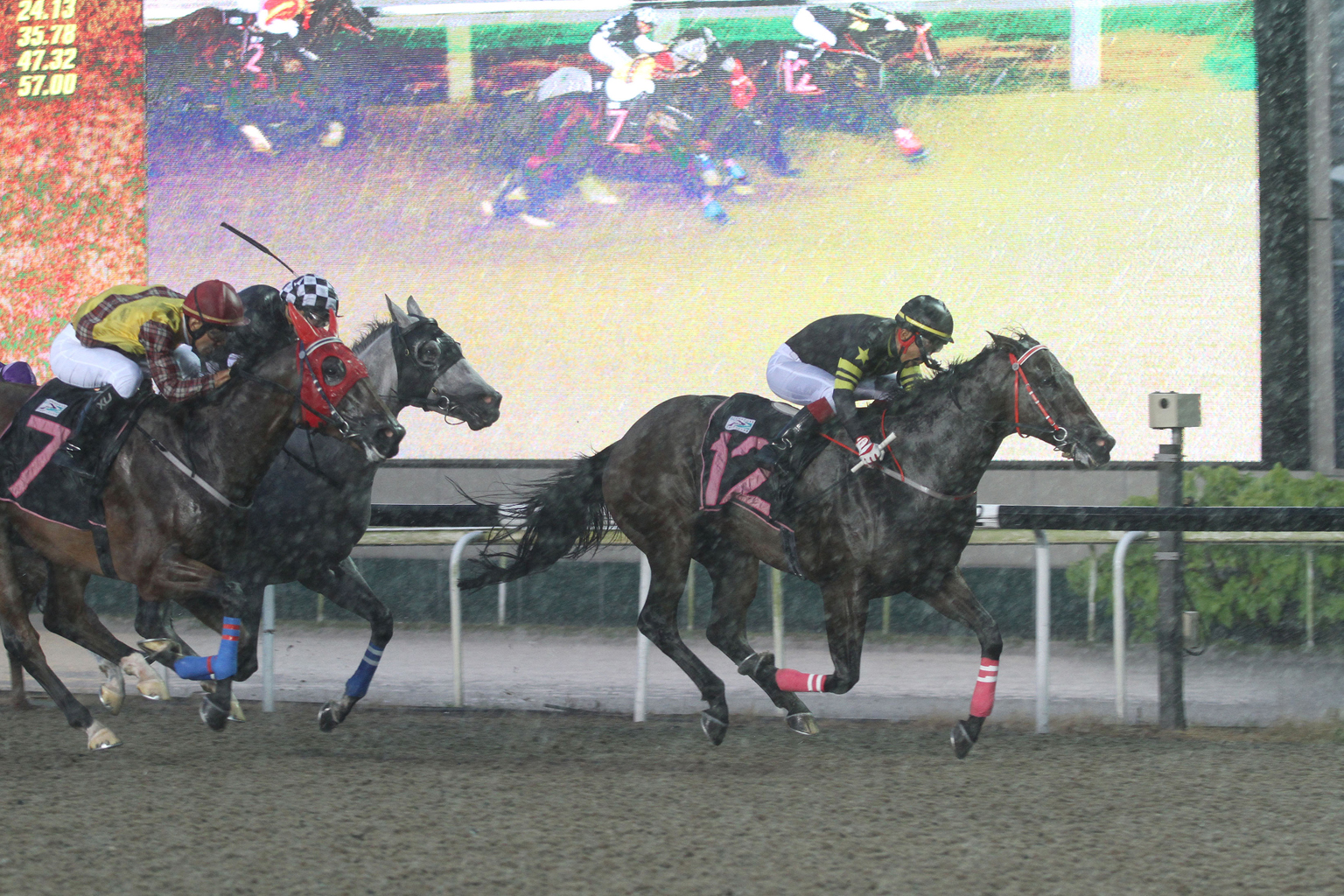 Asia Spirit (No. 12) taking the first race from Performante (No. 7) and the grey Well Deserved in heavy rain at Kranji last night. The race was the first without spectators at the Singapore Racecourse.