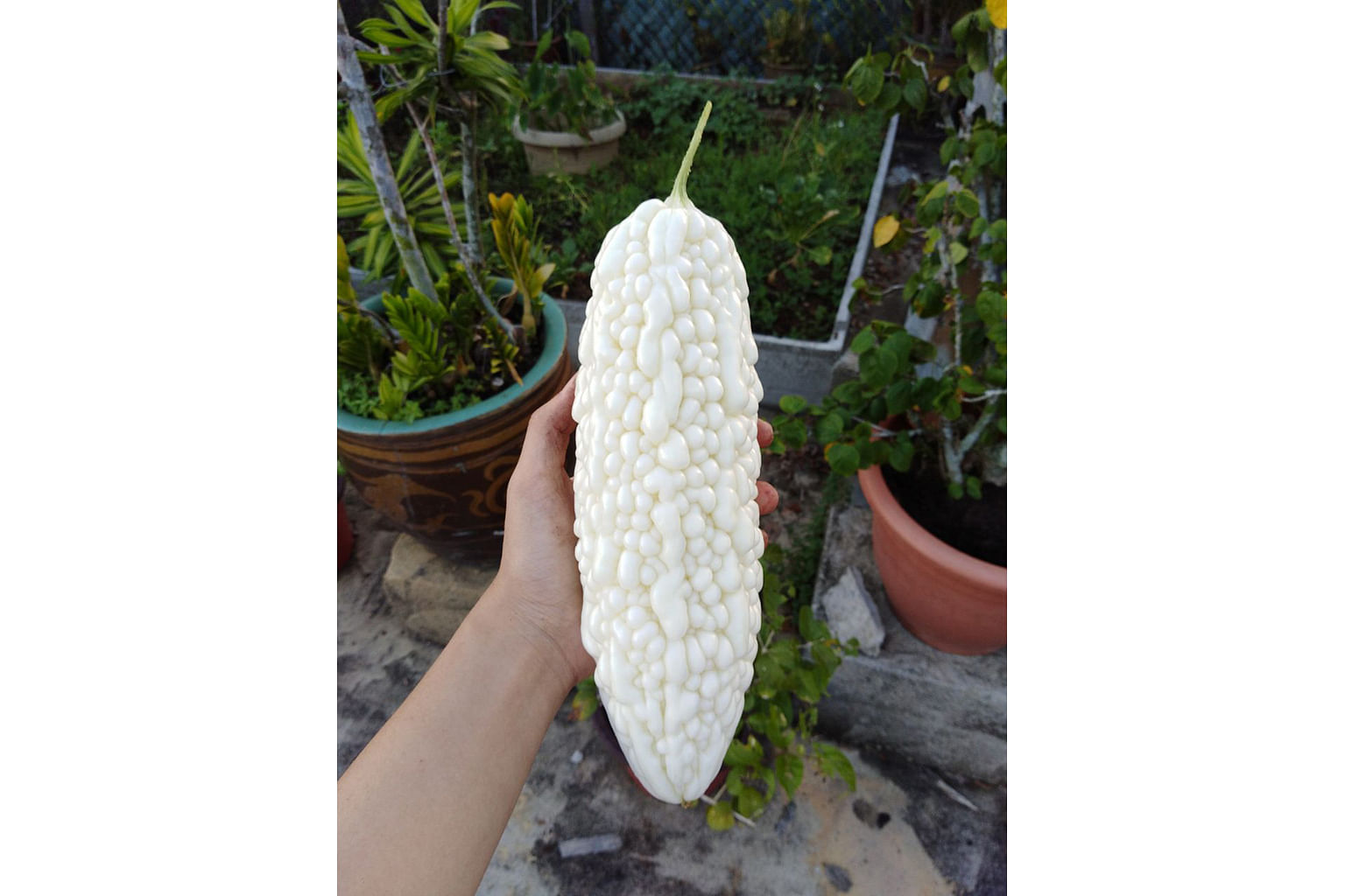 The produce at Pacific Agro Farm includes white bittergourd.