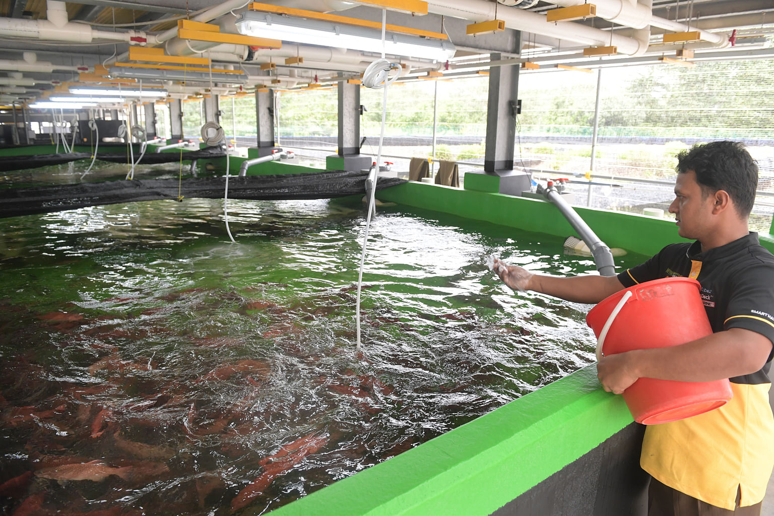 A worker feeding leopard coral trout at Apollo Aquaculture Group’s nurseries. 