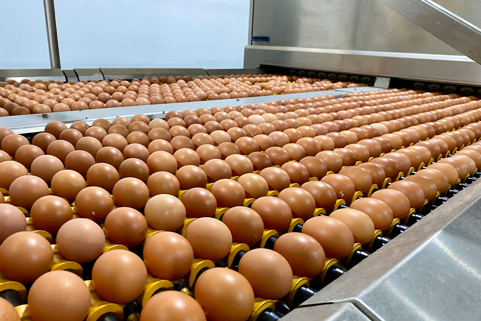 Chew’s Agriculture will boost output at its new farm in Neo Tiew Road, which has the capacity to produce at least 800,000 eggs a day.