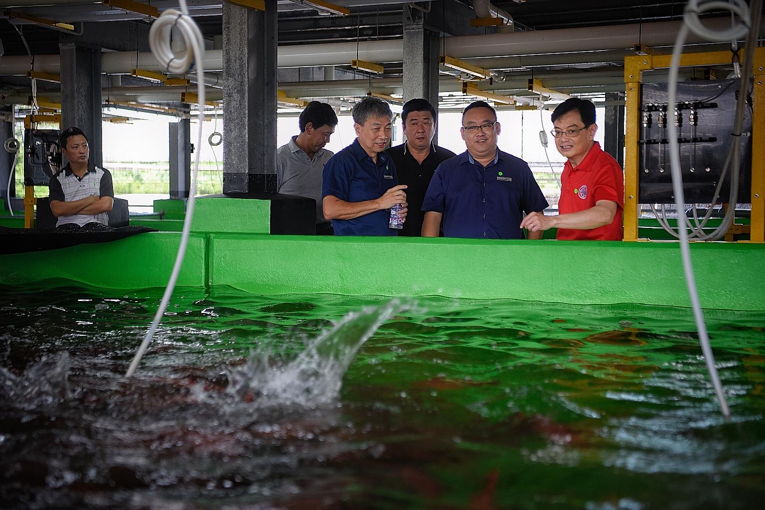 Deputy Prime Minister Heng Swee Keat watching coral trout being fed yesterday during a tour of Apollo Aquaculture Group's two-tier vertical fish farm with (from second from left) Singapore Food Agency chief executive Lim Kok Thai, Apollo Aquaculture