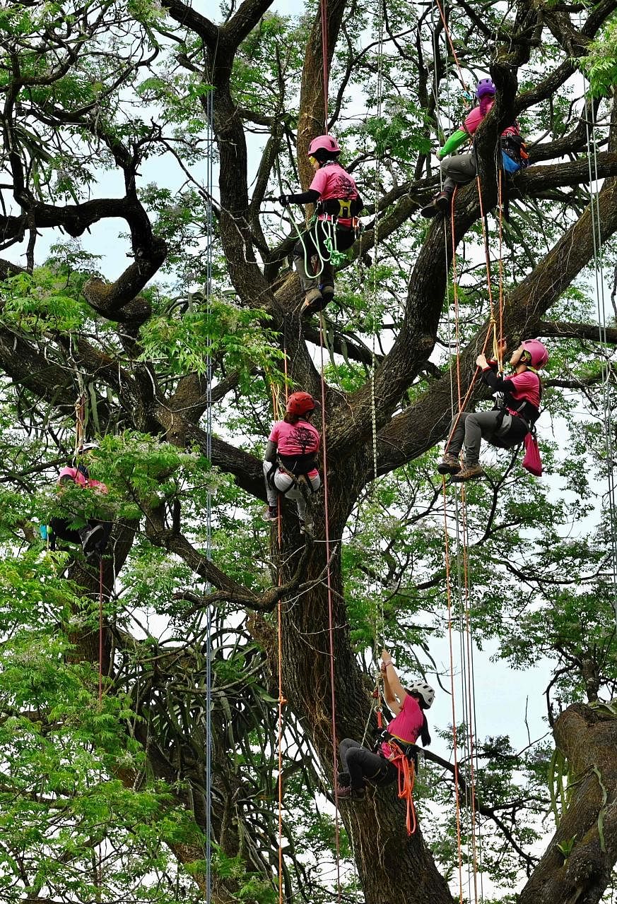 Female students climbing a tree during a training class organised by the Women's ArbCamp in Nantou county, central Taiwan, last month. Tree climbing remains a somewhat niche activity in Taiwan, but a growing number of women are embracing the challeng