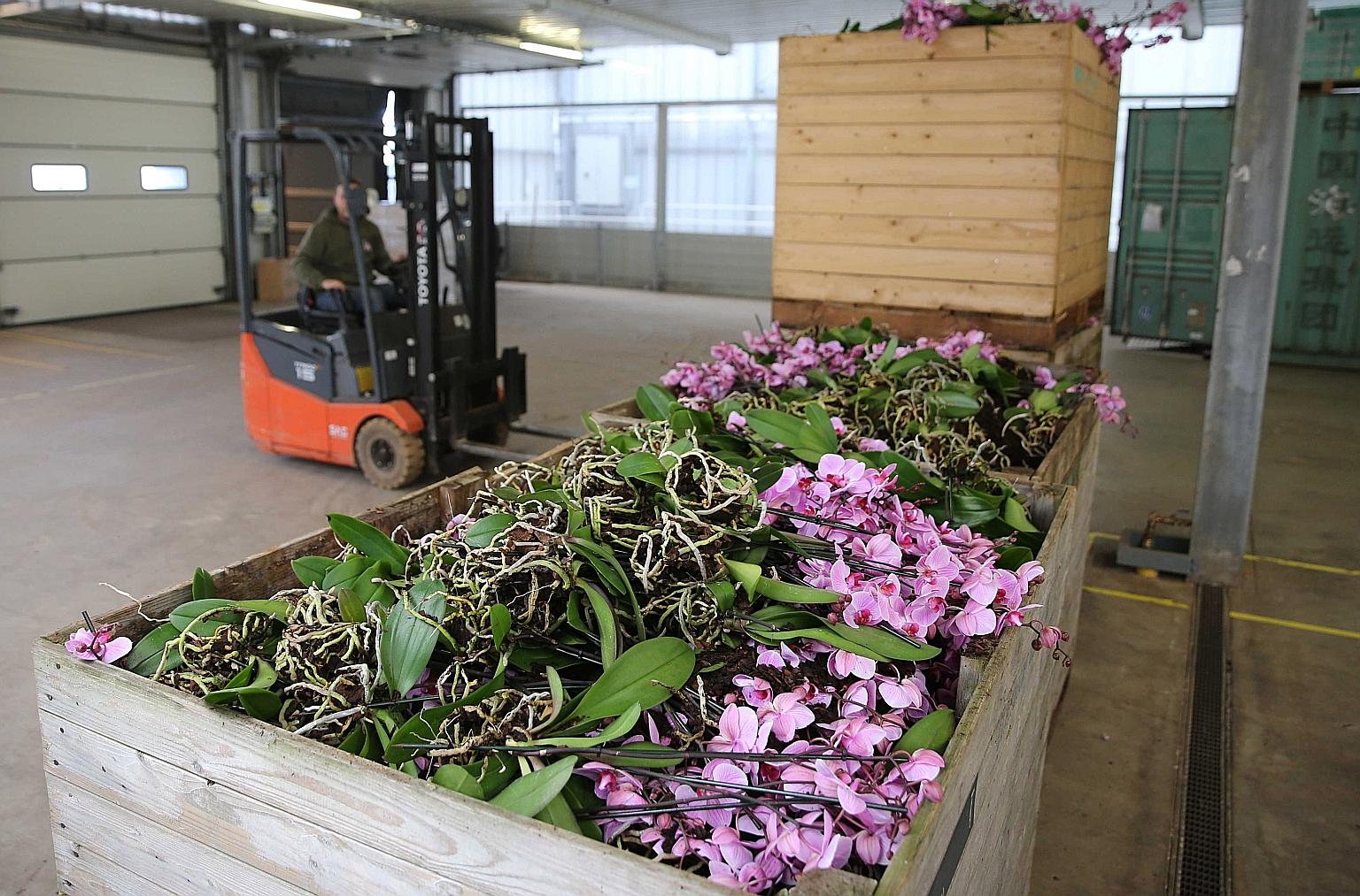 Orchids being dumped in Bleiswijk, The Netherlands, in a photo taken last week. The coronavirus pandemic is severely affecting the Dutch flower industry.