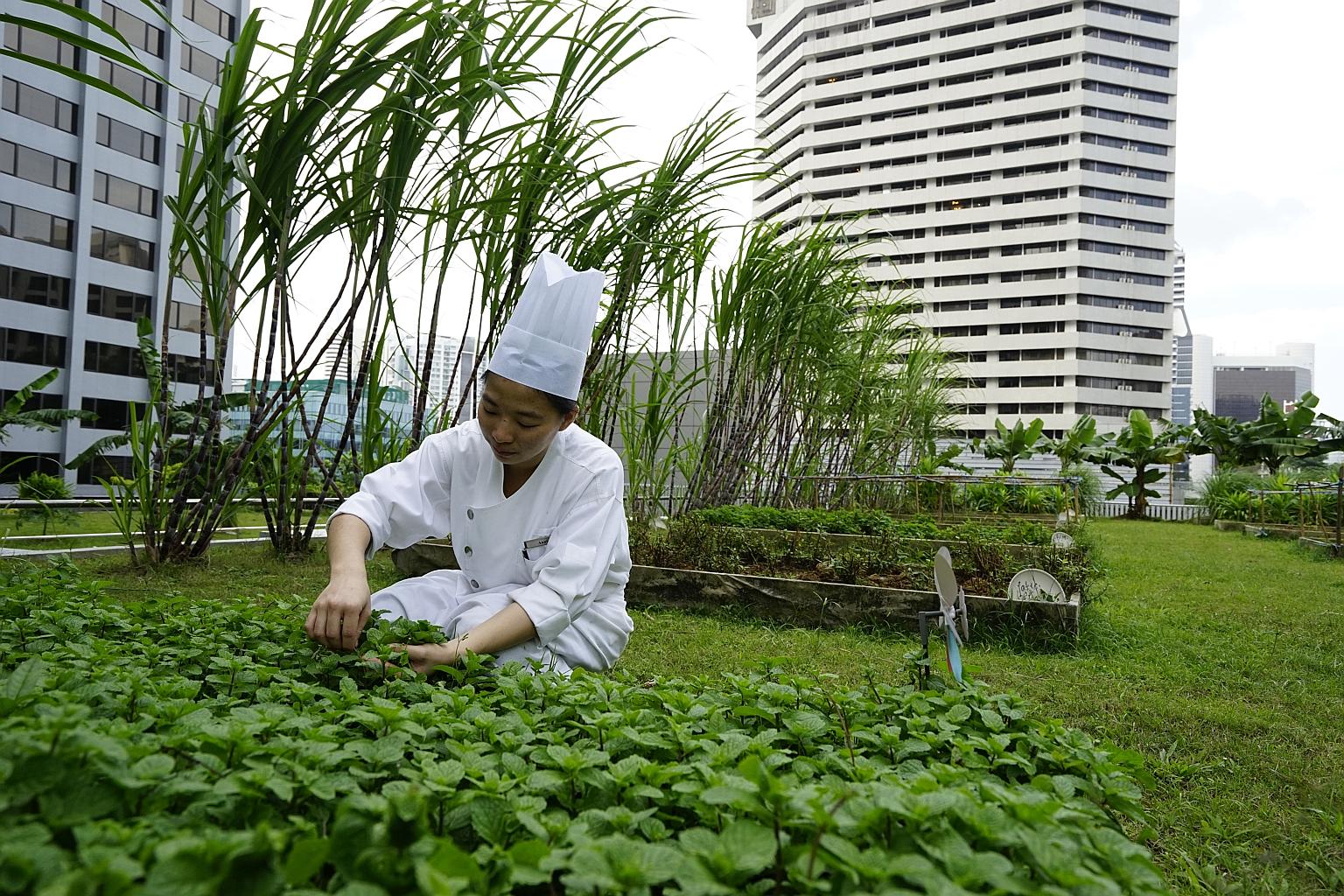 Horticulturist Chin Ai Ling passing a box of mint leaves harvested from One Farrer Hotel's urban farm to a chef to be used as ingredients. The Stamford Brasserie restaurant recently launched a baked tilapia dish, whose ingredients are sourced from it
