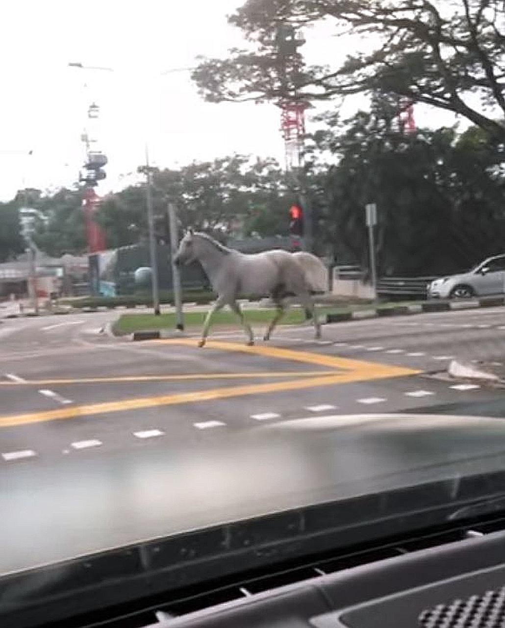 A 15-second video posted on Facebook yesterday of a mare galloping across Eng Neo Avenue brought cheer and laughter to many. Owner Ronnie Lim said the horse, named Cocorita, was found within 20 minutes of her escape from her paddock at 4pm yesterday.