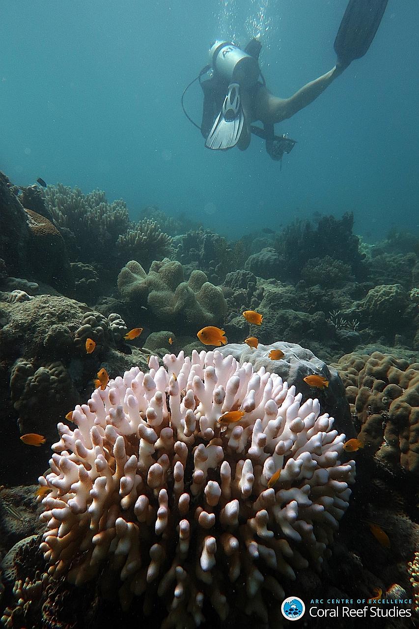 Bleached coral in Australia's Great Barrier Reef.