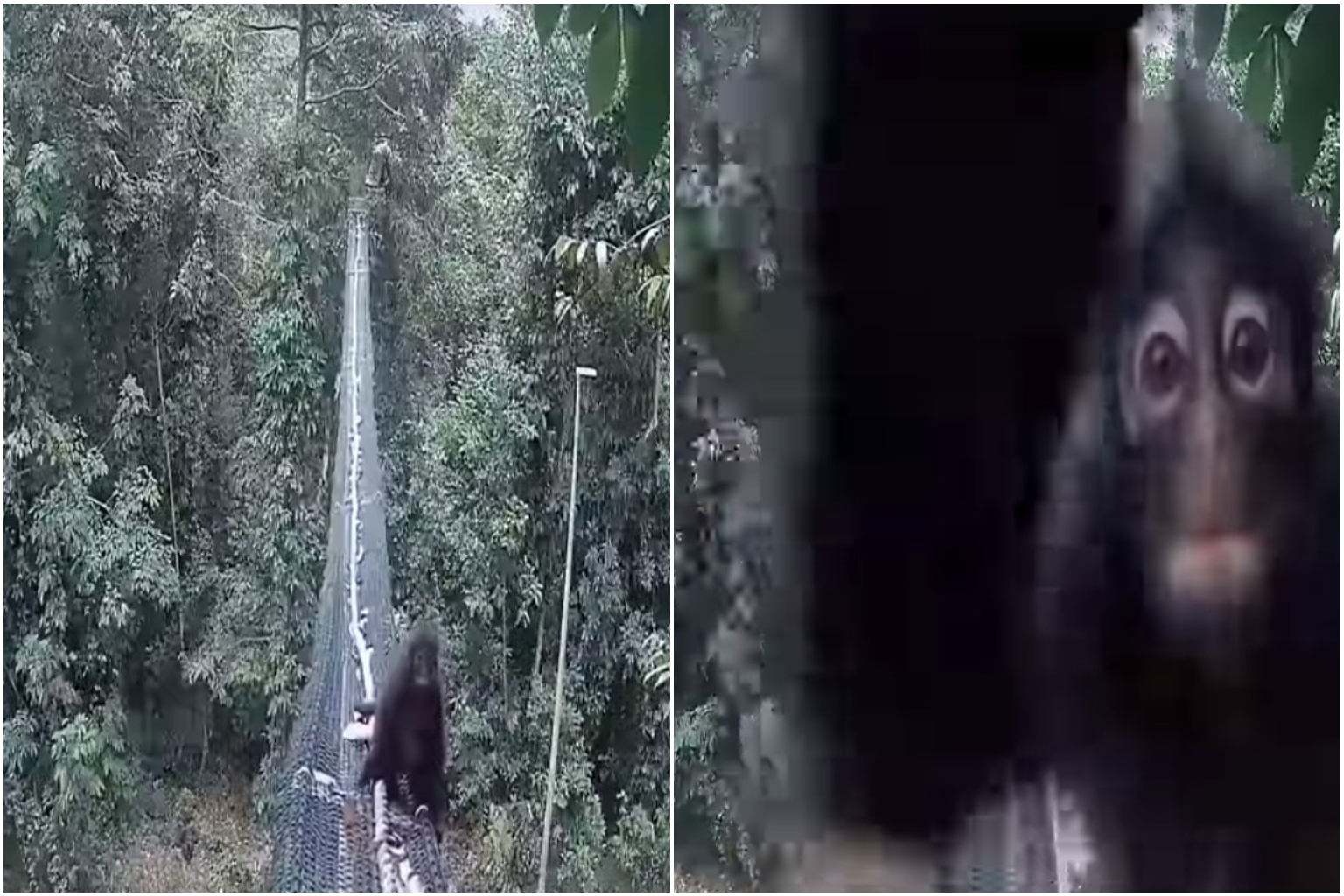 Monkey Rope Bridge Sighting of endangered monkeys using rope bridge to cross road gives ...