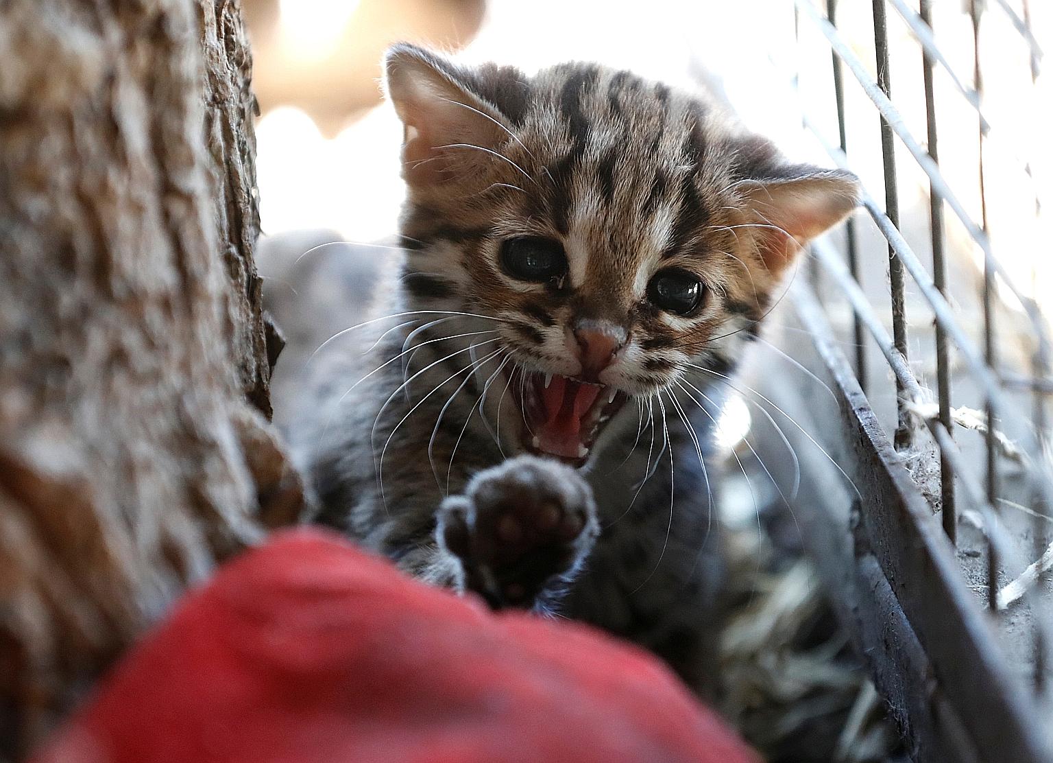 A seven-week-old leopard cub born in a Hungarian zoo was allowed out for the first time on Friday to enjoy the spring sunshine, but he will have to wait a while before he can meet visitors, with the country locked down to stem the spread of the coron