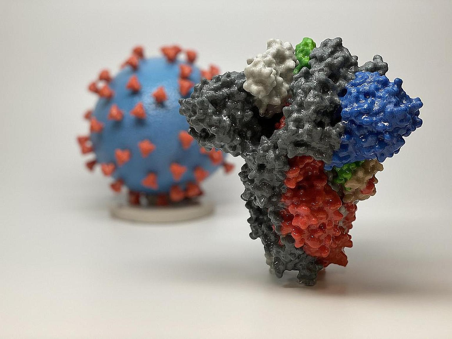 Above: 3D prints of a spike protein (foreground) of Sars-CoV-2, the virus that causes Covid-19, and a Sars-CoV-2 virus particle. Spike proteins enable the virus to enter and infect human cells. On the virus model, the virus surface (blue) is covered 