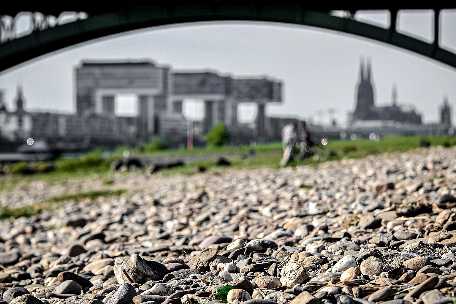 A dried-up riverbed of the Rhine in Cologne, Germany. In addition to yellowing vegetation, the dry spell has depressed water levels in the Rhine River, a conduit for barges delivering everything from steel to oil and coal to Germany's factories.