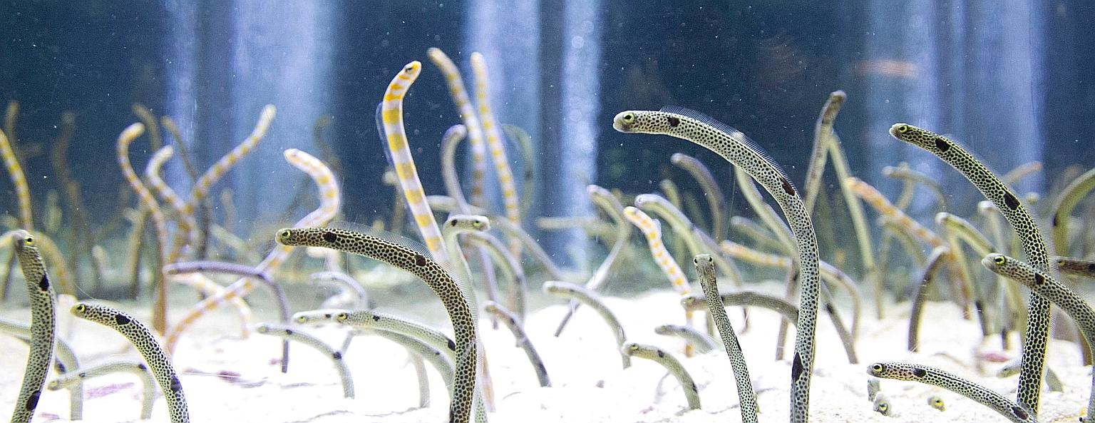 Garden eels at Japan's Sumida Aquarium, closed since March due to the Covid-19 outbreak, have become wary of humans and hide in the sand whenever keepers pass by. This makes it hard to check on their health. PHOTO: SUMIDA AQUARIUM/ FACEBOOK