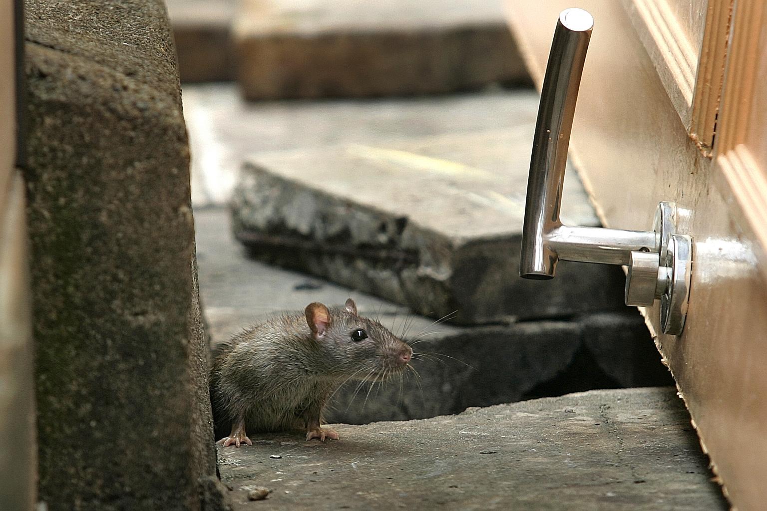 The Singapore Food Agency said it is an offence if food shop operators fail to keep their premises free of pest infestation.