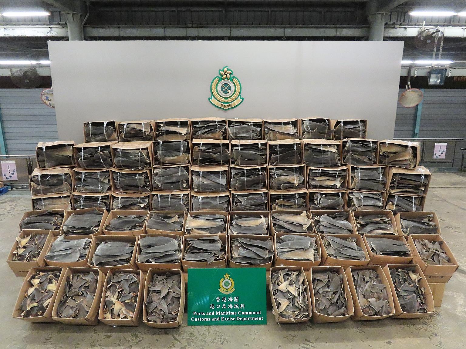 Some of the shark's fins seized by the Hong Kong Customs department on display at its facility on Wednesday. The haul, harvested from some 38,500 sharks, was found inside a pair of shipping containers from Ecuador.