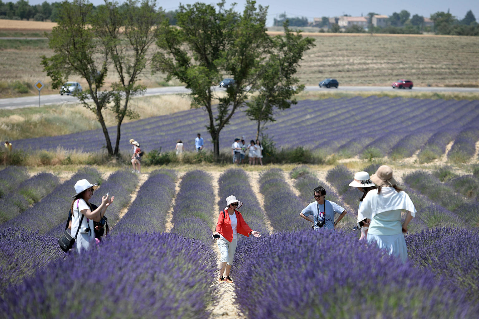 A lavender field in Valensole in south-eastern France. 