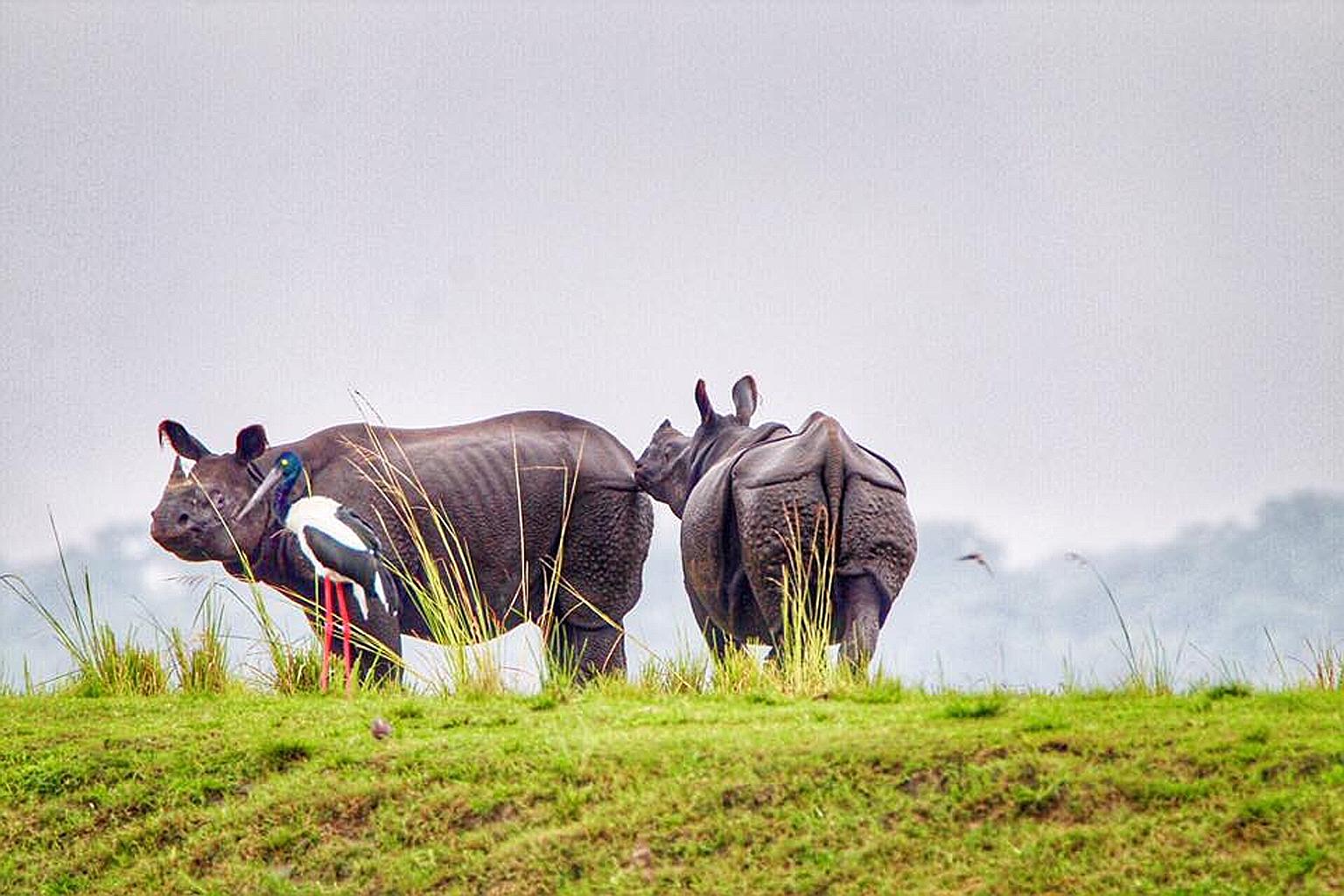 The rare one-horned rhinos' main haven is the Unesco-listed Kaziranga National Park in India's Assam state. PHOTO: KAZIRANGA NATIONAL PARK/FACEBOOK