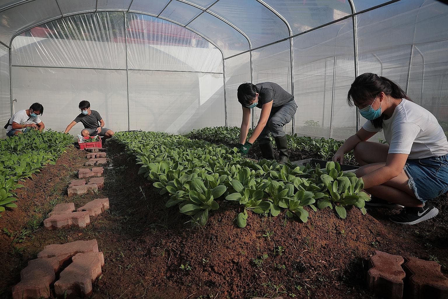 (From far left) Social enterprise City Sprouts co-founders Zac Toh, 28, and Chee Zhi Kin, 26, and their staff Tan Kor Hoon, 48, and Rachel Lee, 21, harvesting vegetables from their urban farm at the former site of Henderson Secondary School in the Bu