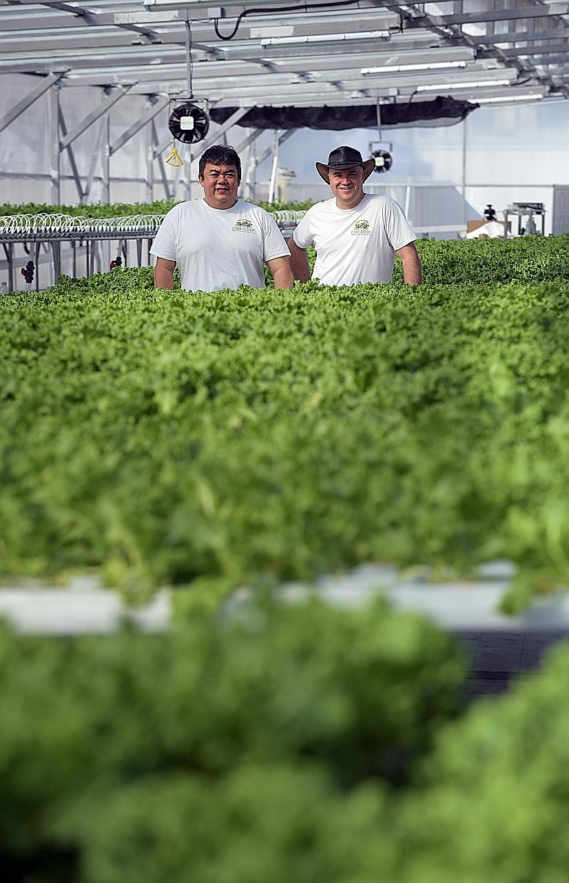 ComCrop partners Allan Lim (left) and Peter Barber at the urban farm’s greenhouse on the rooftop of an industrial building in Woodlands. ComCrop grows a variety of lettuce as well as Asian greens like chye sim and pak choy. Singapore is able to increasing