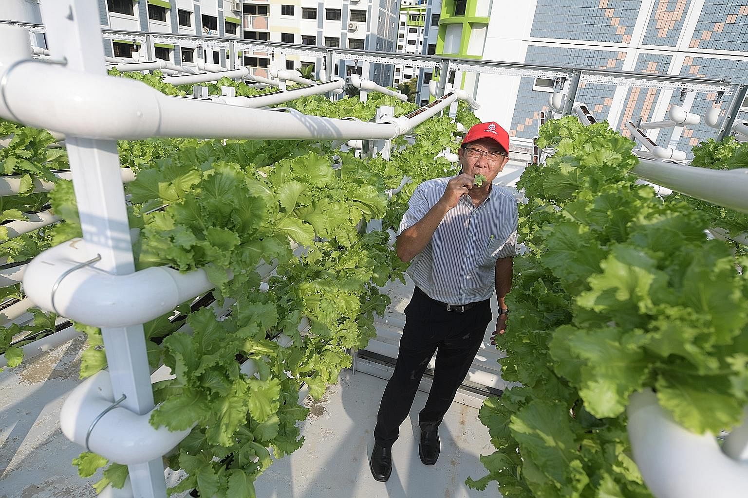 Mr Teo Hwa Kok, chairman of Citiponics, at the company’s rooftop farm in Jurong. Such urban farms will help Singapore to work towards its “30 by 30” goal of producing 30 per cent of the country’s nutritional needs locally by 2030.