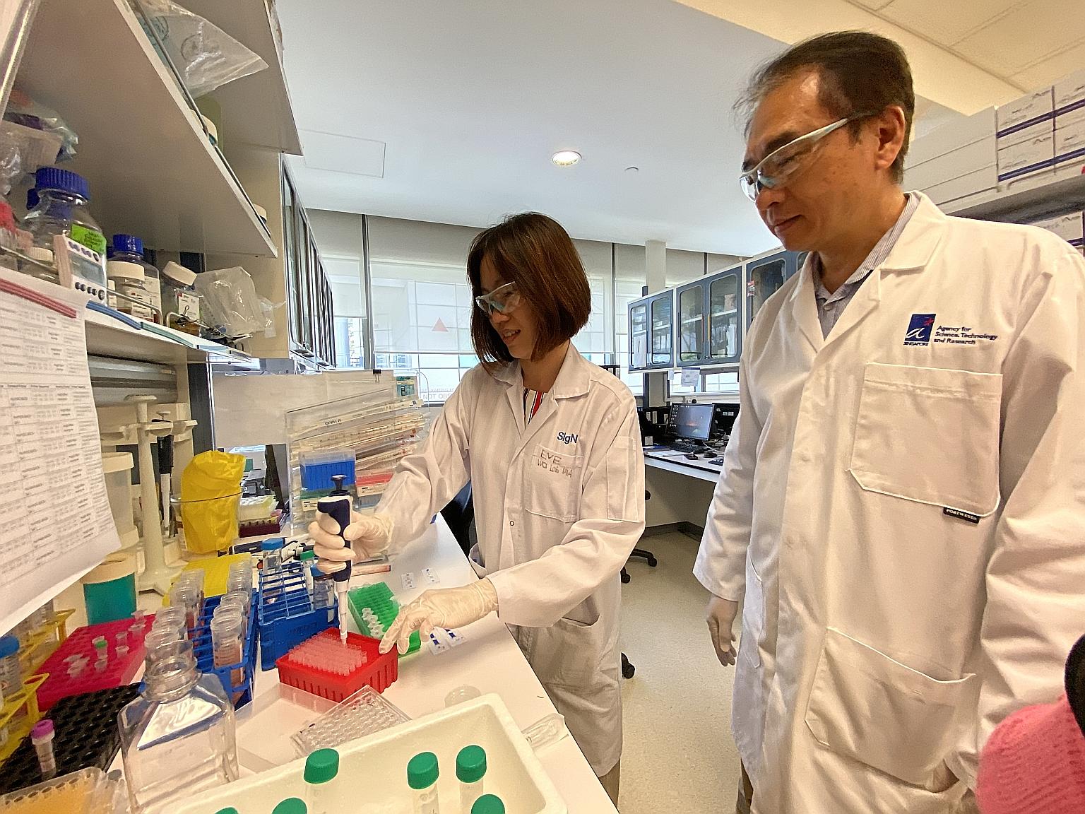 Above: Dr Wang Cheng-I (right) and Ms Eve Ngoh from A*Star's Singapore Immunology Network - in a photo taken before the circuit breaker period - and their team are working with Chugai Pharmabody Research from Japan to engineer the antibody for clinic
