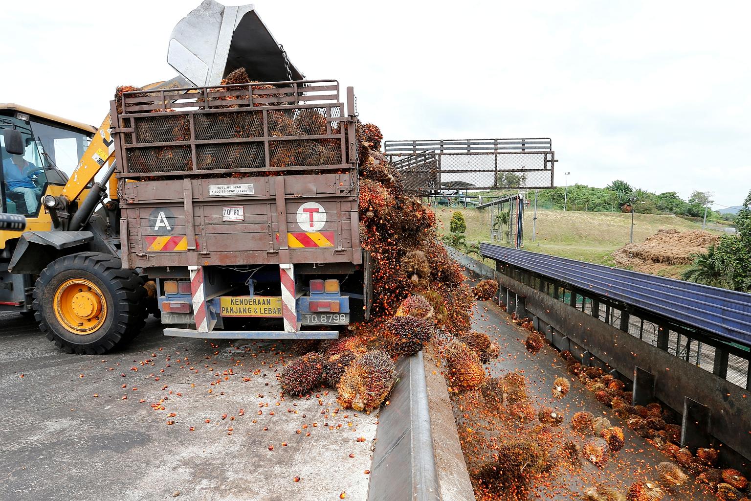 Bunches of palm fruit being unloaded at a mill in Bahau, Negeri Sembilan. Harvested palm fruit must be sent quickly to crushing mills, or it will start to oxidise, reducing the quality of the oil produced.