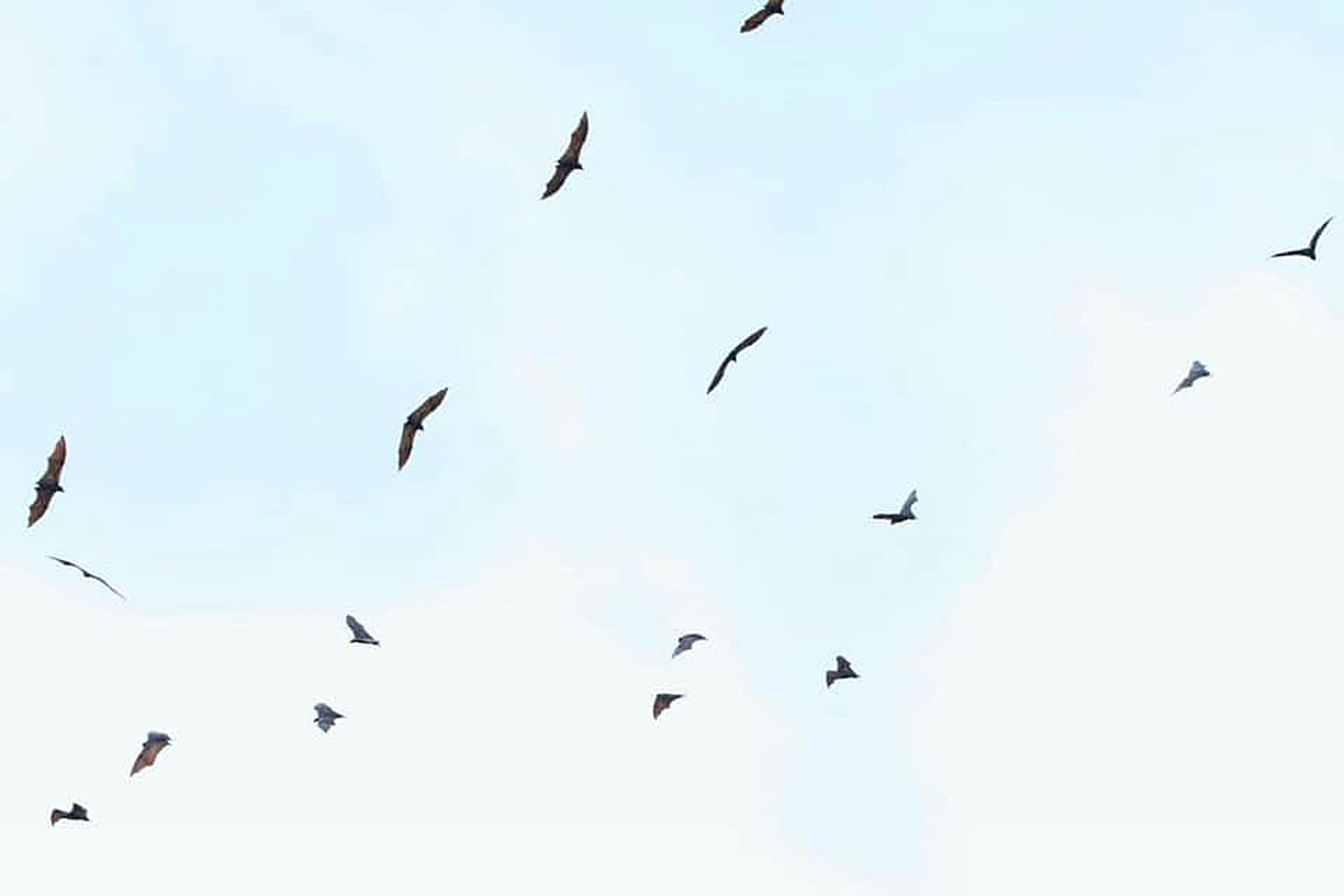 A colony of over 100 large flying foxes was seen soaring over the Central Catchment Nature Reserve last Friday, in a rare sighting of the fruit bats native to Singapore. The last time such bats were seen in Singapore was more than four years ago.