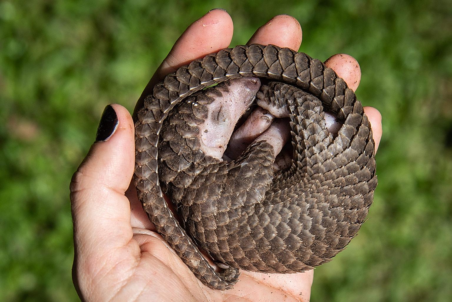 The body parts of the pangolin, the world's most heavily trafficked mammal, fetch a high price on the black market. PHOTO: AGENCE FRANCE-PRESSE