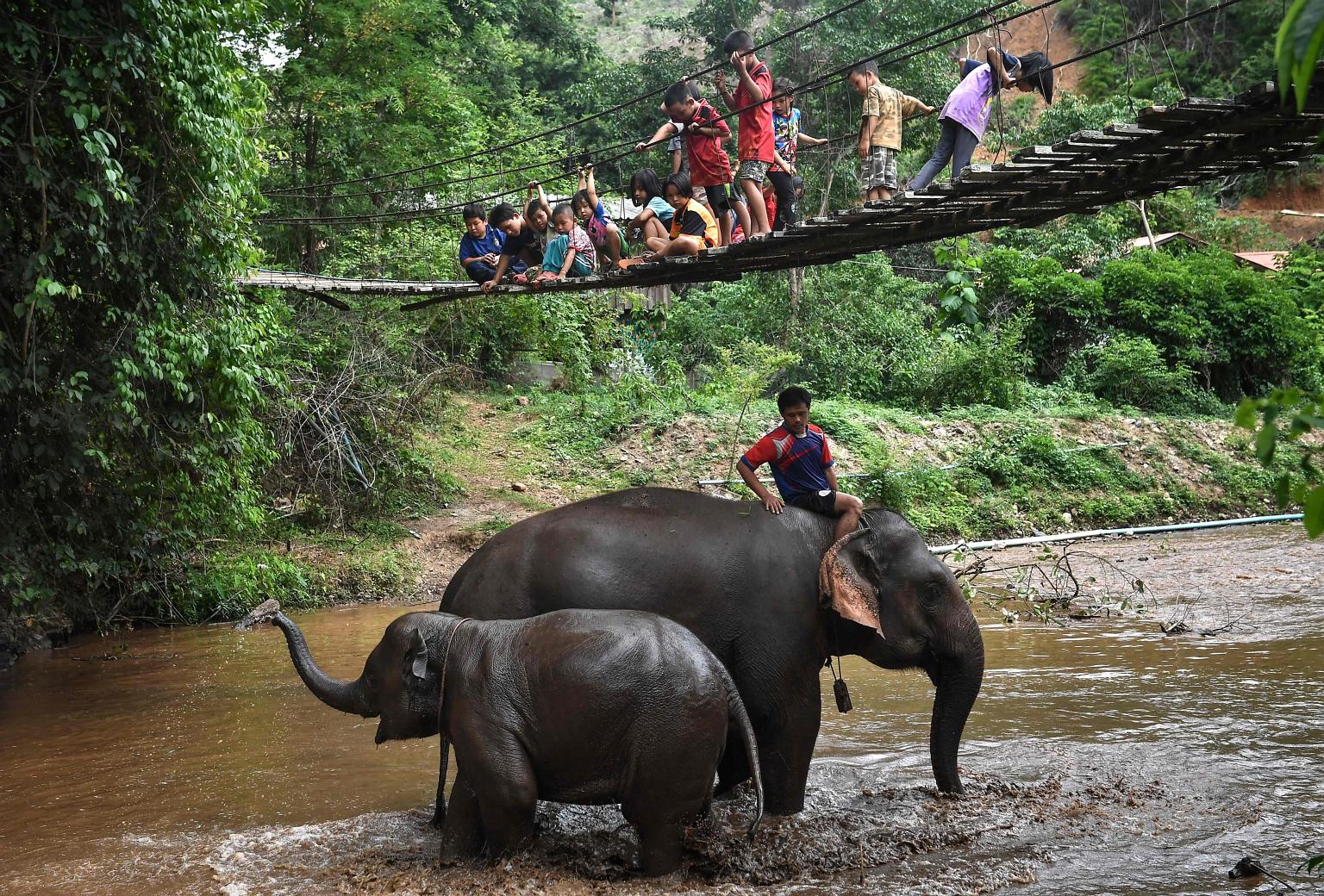 Children watching as a pair of elephants take their bath in Baan Na Klang village in the northern Thai province of Chiang Mai earlier this month. More than 100 elephants from various tourist camps in Thailand are back in the province following the ou