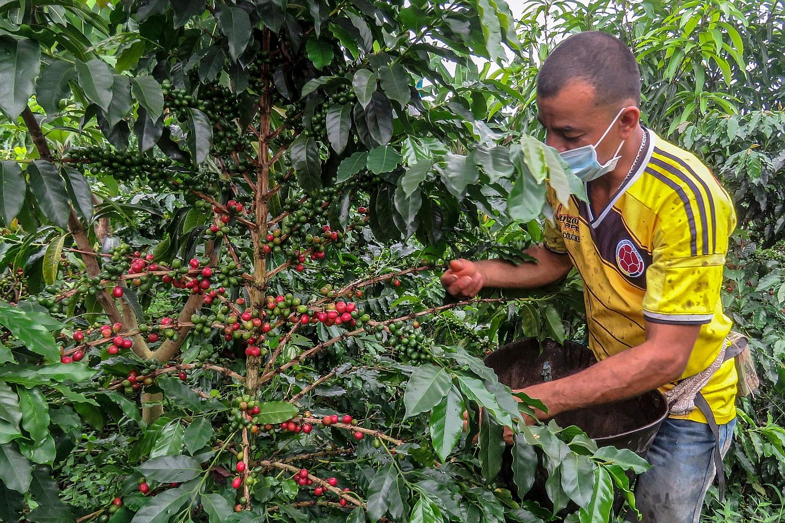 A farmer collecting coffee seeds at a plantation in Colombia last month. A skilled labour squeeze is the latest pandemic-era blow for coffee growers in the country, as travel restrictions keep out experienced seasonal pickers and force growers to use