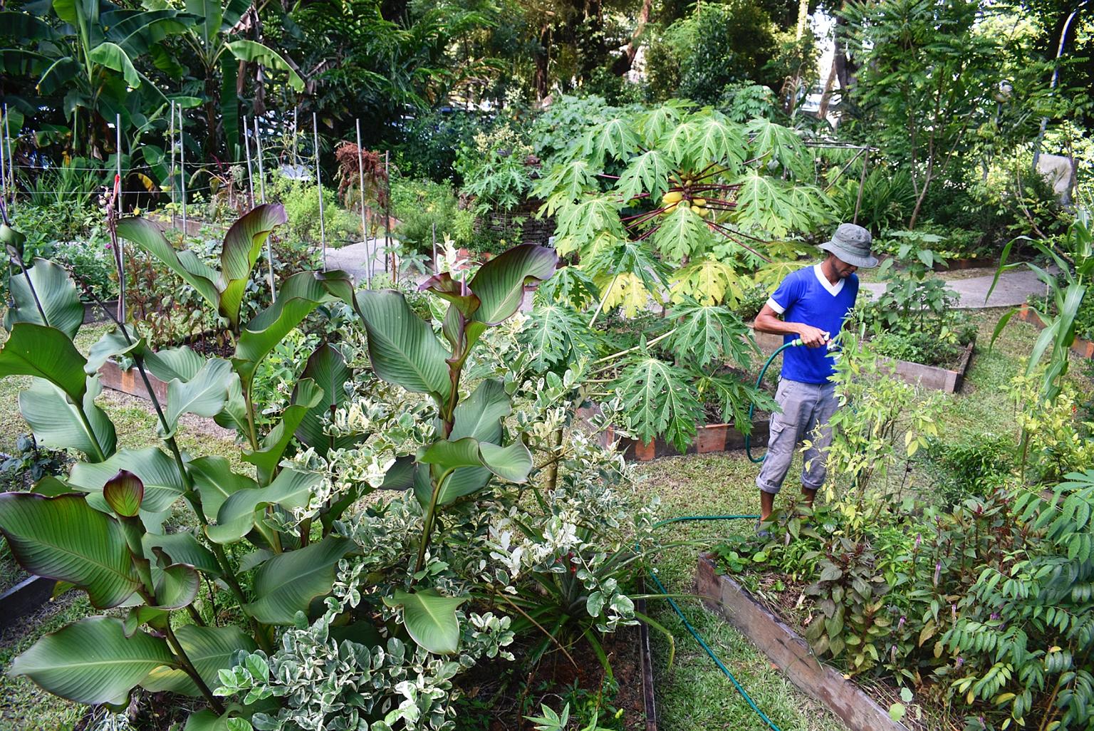 A community farm by Edible Garden City, which has developed 240 food gardens over the past seven years. DBS Bank has partnered the social enterprise to set up its Food Forest outside the DBS Asia Hub building later this year. PHOTO: EDIBLE GARDEN CIT